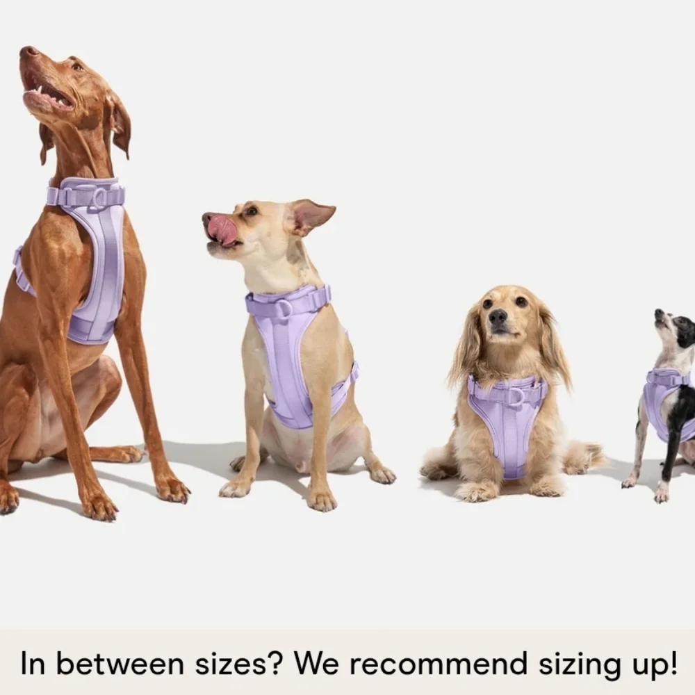 Wild One Limited Edition Dog Harness